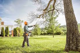 Best Palm Tree Trimming  in Pennington Gap, VA