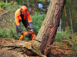 How Our Tree Care Process Works  in Pennington Gap, VA