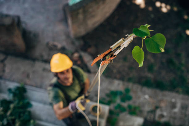 Best Emergency Tree Removal  in Pennington Gap, VA