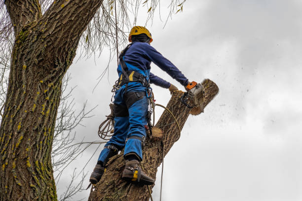 Best Stump Grinding and Removal  in Pennington Gap, VA