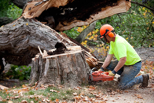 Best Tree Removal  in Pennington Gap, VA