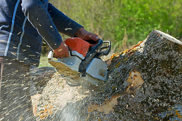 Best Hedge Trimming  in Pennington Gap, VA