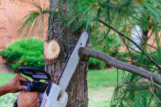 Best Storm Damage Tree Cleanup  in Pennington Gap, VA